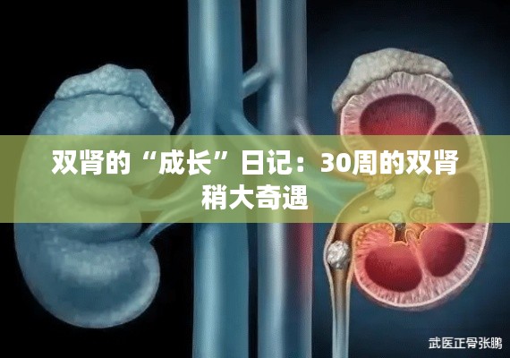 雙腎的“成長(zhǎng)”日記：30周的雙腎稍大奇遇