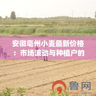 安徽亳州小麥最新價(jià)格：市場(chǎng)波動(dòng)與種植戶的期待