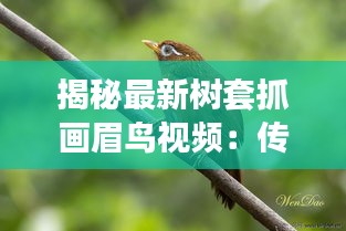 揭秘最新樹套抓畫眉鳥視頻：傳統技藝的現代演繹