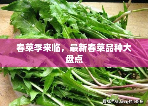 春菜季來臨，最新春菜品種大盤點(diǎn)