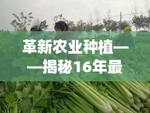 革新農(nóng)業(yè)種植——揭秘16年最新松花菜品種