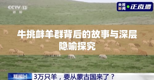 牛挑釁羊群背后的故事與深層隱喻探究