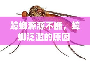 蟑螂源源不斷，蟑螂泛濫的原因 