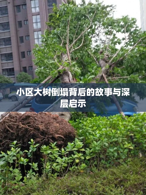 小區(qū)大樹倒塌背后的故事與深層啟示