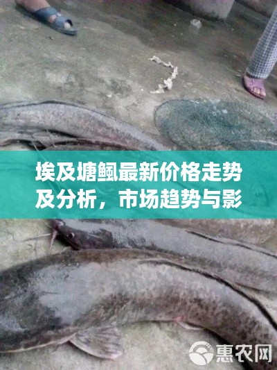 埃及塘鲺最新價(jià)格走勢及分析，市場趨勢與影響因素探討