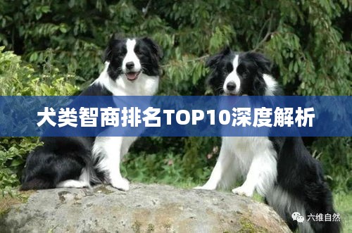 犬類(lèi)智商排名TOP10深度解析