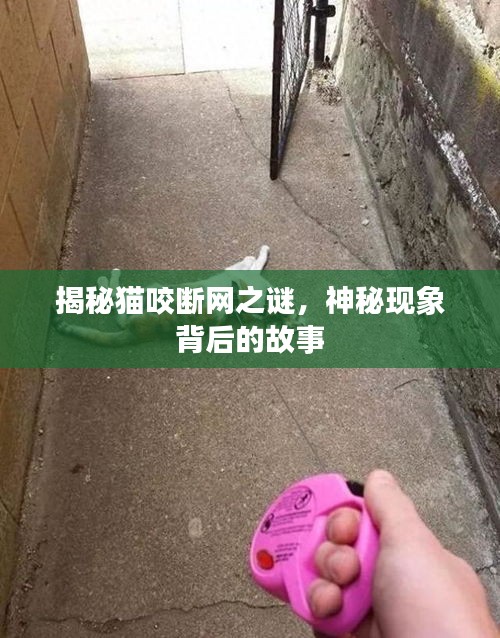 揭秘貓咬斷網(wǎng)之謎，神秘現(xiàn)象背后的故事