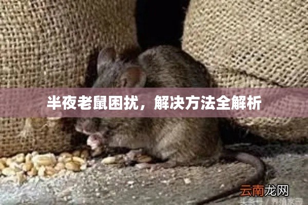 半夜老鼠困擾，解決方法全解析