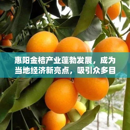 惠陽金桔產(chǎn)業(yè)蓬勃發(fā)展，成為當(dāng)?shù)亟?jīng)濟(jì)新亮點(diǎn)，吸引眾多目光關(guān)注
