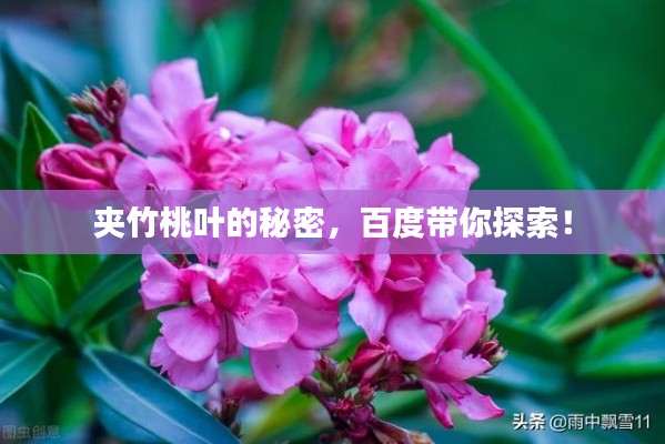 夾竹桃葉的秘密，百度帶你探索！
