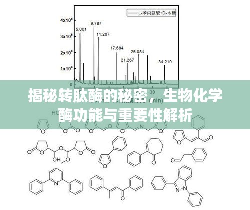 揭秘轉(zhuǎn)肽酶的秘密，生物化學(xué)酶功能與重要性解析