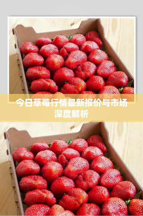 今日草莓行情最新報價與市場深度解析