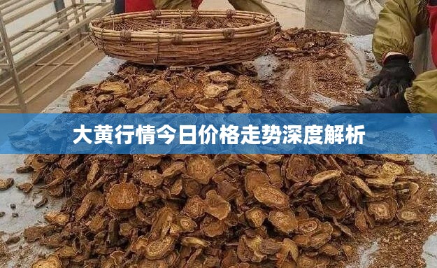 大黃行情今日價格走勢深度解析