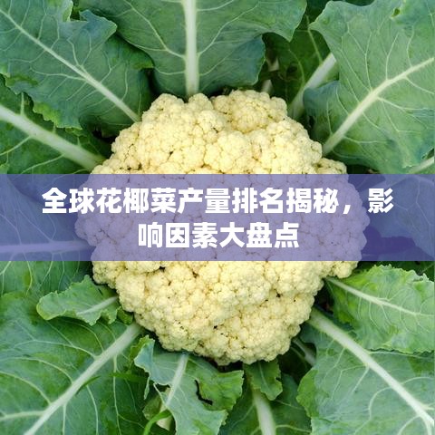 全球花椰菜產(chǎn)量排名揭秘，影響因素大盤點(diǎn)