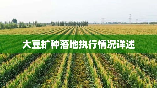 大豆擴種落地執(zhí)行情況詳述