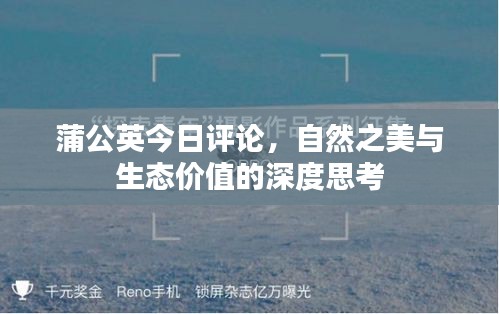 蒲公英今日評(píng)論，自然之美與生態(tài)價(jià)值的深度思考