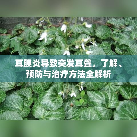 耳膜炎導致突發(fā)耳聾，了解、預防與治療方法全解析