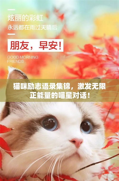 貓咪勵志語錄集錦，激發(fā)無限正能量的喵星對話！