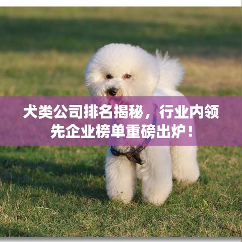 犬類公司排名揭秘，行業(yè)內(nèi)領(lǐng)先企業(yè)榜單重磅出爐！
