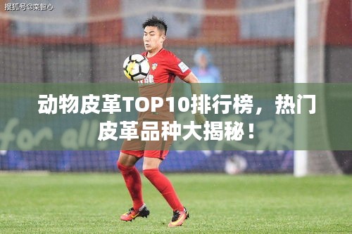 動(dòng)物皮革TOP10排行榜，熱門(mén)皮革品種大揭秘！