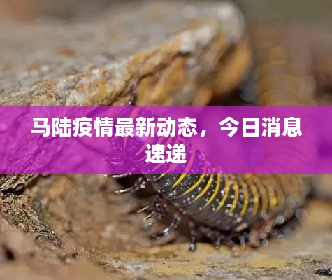 馬陸疫情最新動態(tài)，今日消息速遞