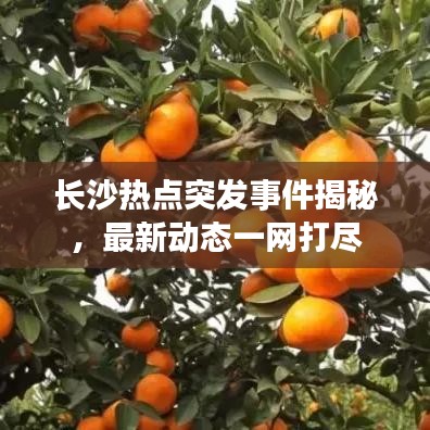 長沙熱點突發(fā)事件揭秘，最新動態(tài)一網(wǎng)打盡