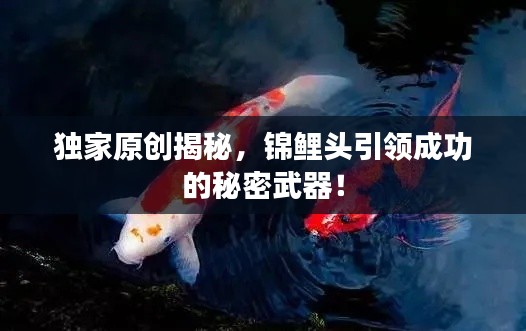獨家原創(chuàng)揭秘，錦鯉頭引領成功的秘密武器！