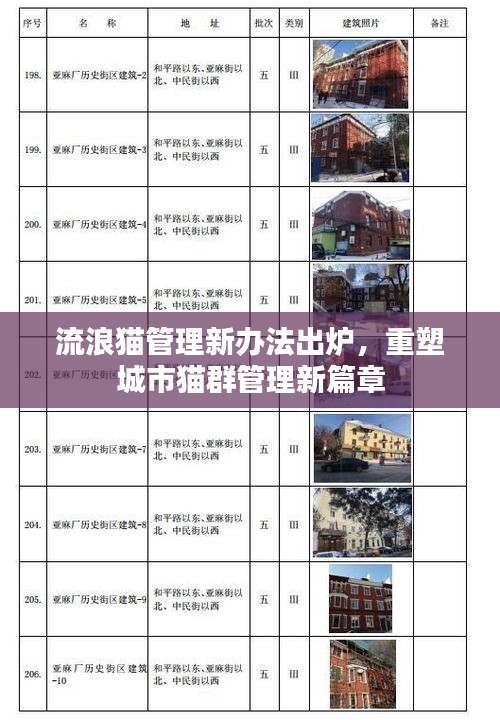 流浪貓管理新辦法出爐，重塑城市貓群管理新篇章