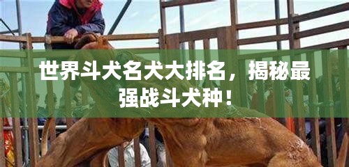 世界斗犬名犬大排名，揭秘最強戰(zhàn)斗犬種！